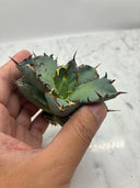Agave titanota 黒鯨子株②(Lize血統) 未発根発送