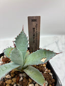 【Indoor Jungle Issue n°11掲載株】激怒之舞子株（No.54) Lize血統 抜き苗発送