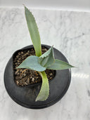 Agave パライシ子株（Lize血統）抜き苗発送