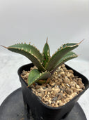Agave titanota シャークソード子株②(Lize血統）抜き苗発送