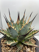 Agave 妖帝子株① タイ趣味家から輸入 抜き苗発送
