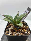 Agave titanota 緑煌子株(Lize産) 抜き苗発送