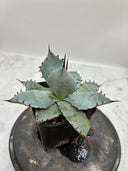 Agave 激怒之舞(No.？)子株②(Lize血統) 抜き苗発送