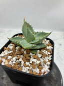 Agave 甲蟹交種子株(Lize血統) 抜き苗発送
