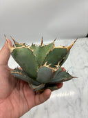 Agave titanota 鳳凰子株②(Lize血統）抜き苗発送
