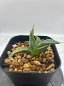 Agave ホリササ(No.4)子株②(Lize血統) 抜き苗発送
