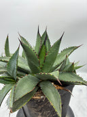 Agave 甲蟹x笹之雪子株③(Lize血統) 抜き苗発送