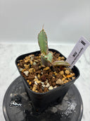 Agave titanota 烈焔子株①(Lize産) 抜き苗発送