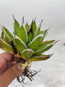 Agave ホリササ子株⑥(No.20)(Lize血統) 抜き苗発送