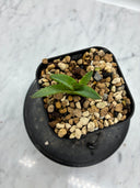 Agave ホリササ(No.2)子株(Lize血統) 抜き苗発送