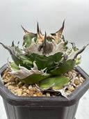 Agave titanota 緑煌子株(Lize産) 抜き苗発送