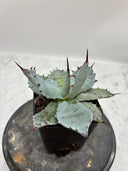 Agave 激怒之舞(No.？)子株②(Lize血統) 抜き苗発送