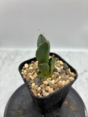 Agave titanota SAD子株④(Lize血統）抜き苗発送