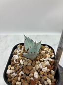 【Indoor Jungle Issue n°11掲載株】甲蟹x屈原子株（No.42) Lize血統 第4世代　未発根株