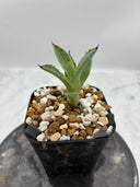 Agave 激怒之舞(No.19)子株①(Lize血統) 抜き苗発送