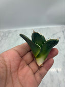 Agave titanota 白火焔子株①(Lize血統)　抜き苗発送