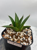 Agave ホリササ(No.30)子株(Lize血統) 抜き苗発送