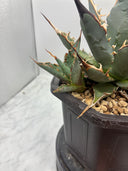 Agave 妖帝子株② タイ趣味家から輸入 抜き苗発送