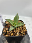 Agave titanota フィリグリー子株①(Lize血統）抜き苗発送