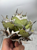 Agave titanota 鳳凰(Lize産) ベアルート