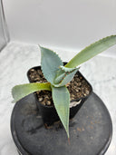 Agave パライシ子株（Lize血統）抜き苗発送