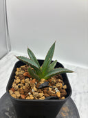 Agave ホリササ(No.39)子株③(Lize血統) 抜き苗発送