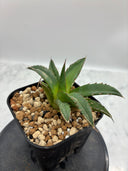 Agave ホリササ(No.20)子株③(Lize血統) 抜き苗発送
