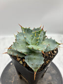 Agave 甲蟹交種子株①(Lize血統) 抜き苗発送