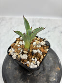 Agave 激怒之舞(No.19)子株①(Lize血統) 抜き苗発送
