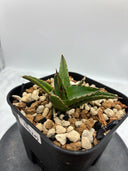 Agave ホリササ(No.20)子株②(Lize血統) 抜き苗発送