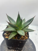 Agave ホリササ(No.39)子株(Lize血統) 抜き苗発送