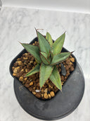 Agave ホリササ(No.39)子株②(Lize血統) 抜き苗発送