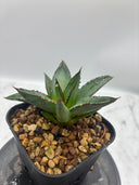Agave ホリササ(No.36)子株②(Lize血統) 抜き苗発送