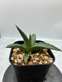 Agave ホリササ(No.11)子株(Lize血統) 抜き苗発送