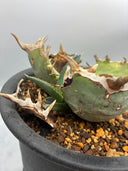 Agave titanota 鳳凰子株①(Lize血統）抜き苗発送