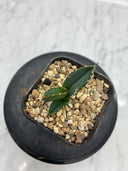 Agave titanota SAD子株③(Lize血統）抜き苗発送