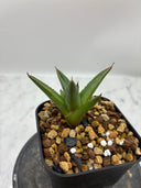 Agave ホリササ(No.？)子株②(Lize血統) 抜き苗発送