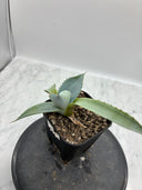 Agave パライシ子株（Lize血統）抜き苗発送