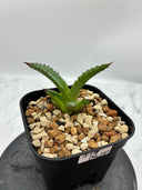 Agave ホリササ(No.38)子株①(Lize血統) 抜き苗発送