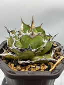 Agave titanota 烈焔親株(Lize産) 抜き苗発送