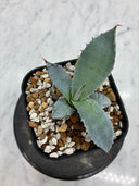 Agave 甲蟹x屈原(No.？)子株①(Lize血統) 抜き苗発送
