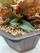 Agave titanota ロブスター子株①(Lize血統）抜き苗発送