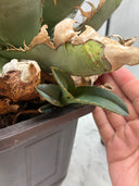 Agave titanota ロブスター子株②(Lize血統）抜き苗発送