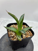 Agave ホリササ(No.24)子株(Lize血統) 抜き苗発送