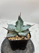 Agave 激怒之舞(No.？)子株③(Lize血統) 抜き苗発送