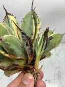 Agave キュービック黄覆輪子株（台湾産）　抜き苗発送