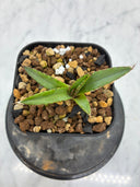 Agave ホリササ(No.？)子株①(Lize血統) 抜き苗発送