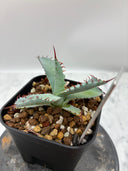 【Indoor Jungle Issue n°11掲載株】激怒之舞子株（No.54) Lize血統 抜き苗発送