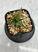 Agave ホリササ(No.20)子株②(Lize血統) 抜き苗発送