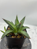 Agave ホリササ(No.2)子株②(Lize血統) 抜き苗発送